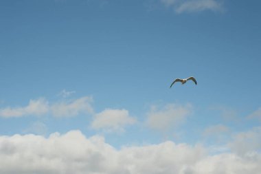 Flying albatross in a cloudy clear beautiful sky. High quality photo clipart