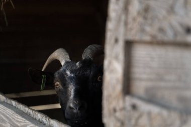 Yetişkin boynuzlu bir pigme keçi ya da cücenin portresi ahşap bir ağılda durur ve dik dik bakar. Yüksek kalite fotoğraf