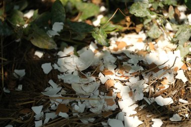 Bahçedeki yumurta kabuğu gübresi. Bahçe yatağına saçılmış saman gibi kırılmış yumurta kabukları. Toprak sağlığını iyileştirmek ve zararlıları doğal olarak caydırmak için sürdürülebilir ve organik bir bahçe yapma metodu. Tam oldu.