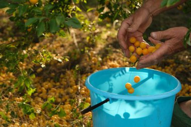 Bir çiftçinin elinin fotoğrafı. Mirabelle 'in sarı eriklerini yaz bahçesi arka planında mavi bir kovada topluyor. Parlak ve olgun meyveler bir hasat hissi yaratıyor, doğal kalite ve...