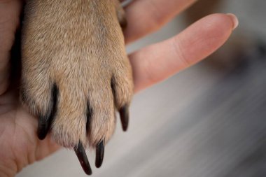 İnsan elinin nazikçe uzun tırnaklı bir köpek patisini tutması güveni, arkadaşlığı ve evcil hayvan bakımının önemini sembolize eder. Bu resim evcil hayvanlarla onların arasındaki bağı vurgular.