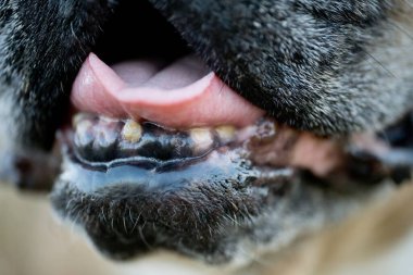  Yaşlı bir Fransız bulldogunun dişleri. Birinin köpek dişçisini ziyaret etmesi gerekiyor gibi görünüyor. Kapatın. Yüksek kalite fotoğraf