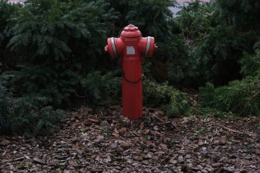 A vibrant red fire hydrant standing amidst green shrubs and mulch. The contrast of the hydrant against the surrounding foliage makes it visually striking. The setting suggests an urban or suburban clipart