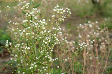 Küçük beyaz çiçekleri olan narin kır çiçeklerinin yakın çekimi, doğal bir doğa ortamında gelişiyor. Arka plandaki yumuşak odak sakin ve rüya gibi bir atmosfer yaratıyor. İlgili temalar için mükemmel.