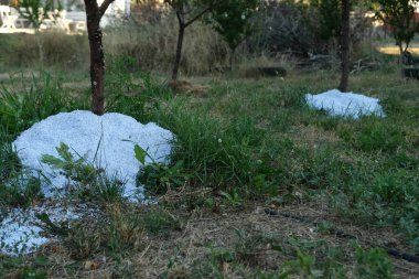 Paramparça kağıtlı saman ağacı üssü. Bahçedeki meyve ağaçlarının tabanında gübre olarak kullanılan kağıt, toprak için atık maddeleri geri dönüştürmek için yenilikçi ve çevre dostu bir yol sergiliyor.