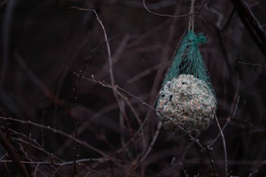 Ağaç dallarından sarkan yeşil ağlara sarılı bir kuş yemi topu, çırılçıplak dallarla çevrili. Vahşi yaşam beslenme konseptleri, kış sahneleri ve çevre dostu temalar için harika..