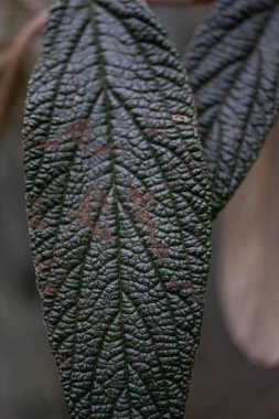 Yakın plan görüntü viburnum rhytidophyllum bitkisinin kırışık yapraklarının karmaşık dokusunu gösteriyor. Koyu yeşil yapraklar görünür mantar hasarı gösteriyor. Kahverengi yamalar ve deliklerle gösteriliyor.