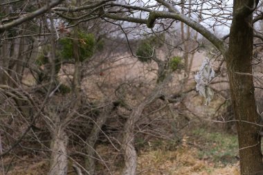 Düşmüş bir ağaç gövdesi bataklık manzarasında uzun otlar ve kamışlarla çevrili. Sahne, ekolojiyle ilgili konular için uygun hale getirerek, doğal çürüme ve yenilenme hissini iletiyor.