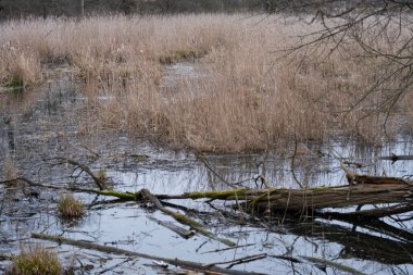 A serene wetland scene with reeds growing along the waters edge, creating a natural habitat for wildlife. The calm water reflects the cloudy sky and surrounding vegetation, offering a peaceful and