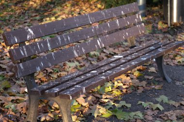 Tahtalarında kuş pisliği olan, sonbahar yapraklarıyla çevrili ahşap bir park bankına. İmaj, şehir parkındaki yaşamın kusurlarını ve gerçekçiliğini yakalıyor, doğanın ve doğanın birlikte varoluşunu gösteriyor.