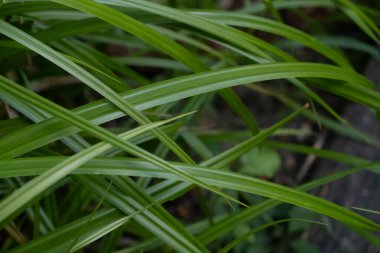 Yeşil çimenler yakın plan. Basit ve mükemmel. Yüksek kalite fotoğraf.