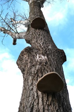 Tanınmış mantar yetişen uzun bir ağaç gövdesi, dağınık bulutlu kış gökyüzüne karşı kurulmuş. Detaylı kabuk dokusu ve doğal elementler, temalar için ideal, dingin ve dünyevi bir kompozisyon oluşturur
