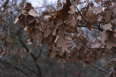 Close-up of dry oak leaves still clinging to a branch during winter. The rich brown tones of the leaves stand out against the soft, blurry background of leafless trees. This image is ideal for clipart