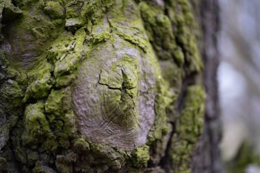 Ağaç kabuğunun yemyeşil yosunlarla kaplı yakın plan çekimi. Yosun dokusunun canlı dokusu sert kabukla çok güzel zıtlaşır. Doğanın organik desenlerini gözler önüne serer. Bu resim mükemmel.