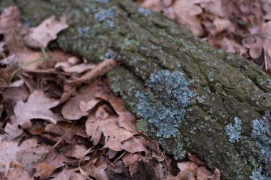 Düşen sonbahar yapraklarıyla çevrili, yeşil liken ile kaplı bir ağaç gövdesine yakın çekim. Canlı yeşil ve topraksı tonların karışımı uyumlu bir doğal bileşim yaratır. Bu fotoğraf için ideal.