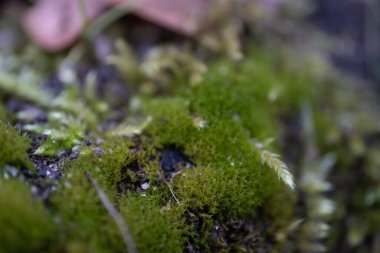 Orman zemininde doğal olarak büyüyen yumuşak yeşil yosun. Karmaşık detaylar küçük yosun yapılarını vurguluyor, dingin ve topraksı bir atmosfer yaratıyor. Bu fotoğraf kullanılabilir