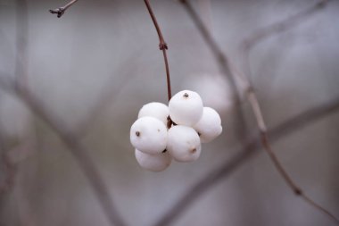 İnce bir daldaki beyaz kar çileği kümesinin yakın plan fotoğrafı bulanık ve sessiz bir arkaplanda. Minimalist kompozisyon, böğürtlenlerin doğal güzelliğini ve basitliğini vurgular.