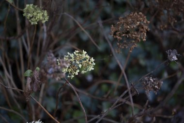 An artistic capture of a fading hydrangea flower surrounded by dry stems and leaves, showcasing the natural transition from life to decay. The image is ideal for themes of seasonal change, nature clipart