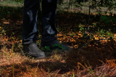 Bir adam kirazlı erik tarlasında bir bahçede duruyor. Etrafta büyük miktarda düşmüş kiraz eriği var. Sıcak tonlarda çok güzel bir fotoğraf.. 