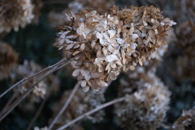 Dried hydrangea bush with clusters of faded blossoms creating a natural and textured pattern. The flowers have warm brown hues. Potential uses in gardening blogs, home decor inspirations, eco-friendly clipart