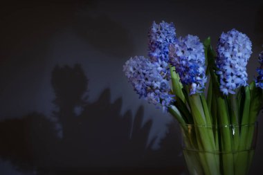 Temiz cam bir vazoda koyu arkaplan ile sergilenen parlak mor sümbüller. Zengin, kadife yapraklar ince gölgelere karşı kontrastlı, gizemli ama zarif bir çiçek çiçeği oluşturuyor.