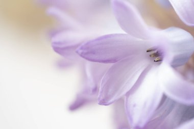 Yumuşak odaklı ve hafif arka planlı narin mor sümbül çiçekleri. Yapraklar yumuşak ve havadar görünüyor, rüya gibi ve zarif bir çiçek kompozisyonu oluşturuyor. Doğa teması için mükemmel.