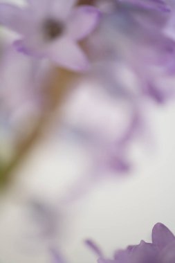 Yumuşak mor tonlarda sümbül çiçeklerinin sanatsal bulanık görüntüsü. Soyut çiçek kompozisyonu yumuşak renk değişimlerini ve rüya gibi bir atmosferi vurguluyor, arka plan, doku ve...