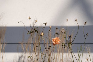 Tek bir şeftali rengi gül, kurumuş sapların ve solmuş çiçeklerin arasında, yumuşak gölgeli beyaz bir duvara yaslanmış bir şekilde çiçek açar. Görüntü dayanıklılığın güzelliğini yakalar, yaşam arasındaki zıtlığı.