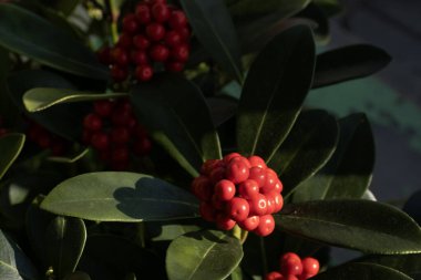 Skimmia Japonica çalılığında büyüyen canlı kırmızı böğürtlen kümesinin yakın çekimi. Koyu yeşil, parlak yapraklar parlak kırmızı böğürtlenlerle tezat oluşturarak görsel olarak çekici bir manzara yaratıyor. Güneş ışığı
