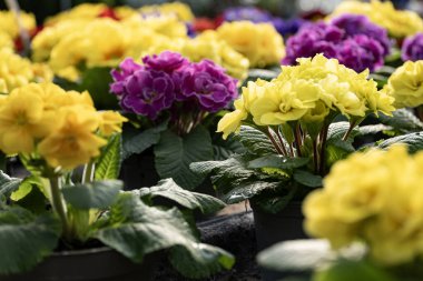 Bir bahçe merkezinde saksılarda sarı, pembe ve mor tonlarda çiçek açan çiçeklerin canlı bir gösterisi. Görüntü, bu popüler bahar çiçeklerinin güzelliğini yumuşak bir şekilde yakalıyor.