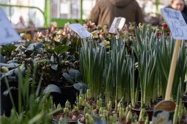 Seranın içindeki canlı bir saksı bitkisi seçimi. Fiyat etiketleri değerlerini gösteriyor. Nergis ve cehennem kurtları da dahil olmak üzere çeşitli bitkiler verimli ve dinamik bir bileşim oluştururlar. Şey...