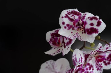 Çok sayıda beyaz ve mor benekli çiçekle süslenmiş narin bir orkide dalı, koyu bir arkaplanda zarif bir şekilde düzenlenmiş. Bileşim, sapın ve gövdenin doğal kıvrımlarını vurgular.