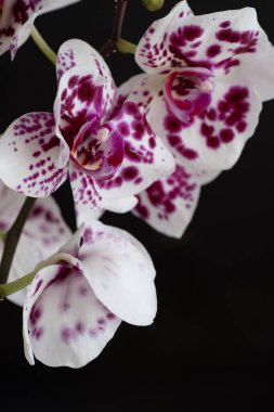 Beyaz ve mor benekli orkidelerden oluşan bir kümenin çarpıcı yakın çekimi koyu siyah bir arkaplanda zarafetle çiçek açıyor. Parlak taç yaprakları ve koyu arkaplan arasındaki zıtlık...