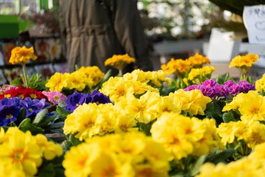 Bir bahçe merkezinde saksılarda sarı, pembe ve mor tonlarda çiçek açan çiçeklerin canlı bir gösterisi. Görüntü, bu popüler bahar çiçeklerinin güzelliğini yumuşak bir şekilde yakalıyor.