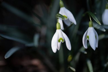 Galanthus, gölgeli bir ormanlık alanda zarif bir şekilde asılı duran narin beyaz kar damlası çiçekleri. Saf beyaz taç yaprakları ve yeşil işaretleri baharın gelişini, yenilenmesini ve umudu simgeliyor.