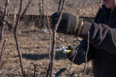 Eldiven giyen bir işçi meyve bahçesinde ya da bahçede bahçe makası kullanarak ağaç dalları budar. Ellere, budama aletine ve dallara odaklanarak mevsimsel ağaç bakımını gösteriyor. Temalar için ideal