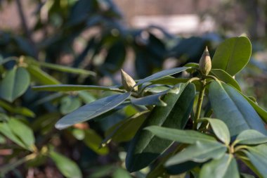 Bir rhododendron bitkisinin doğal ışıkla aydınlatılmış küçük tomurcuklu makro fotoğrafı. Bu görüntü büyümenin ilk aşamalarını yakalar ve yenilenmeyi ve doğa döngüsünü sembolize eder. Harika.