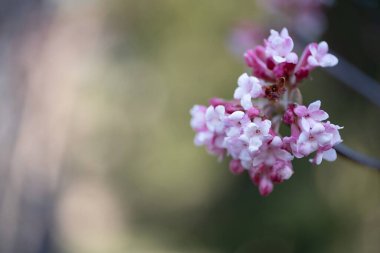 Yakın plan pembe Viburum çiçekleri, bulanık doğal bir arka plan üzerine kurulmuş. Yumuşak yapraklar ve minik tomurcuklar, doğa temalı tasarımlar için mükemmel, rüya gibi bir çiçek kompozisyonu oluşturur.