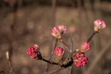 A close-up shot of Farrers Viburnum or Viburnum farreri with clusters of deep pink buds beginning to bloom. Capturing the early spring transition, this delicate floral scene is ideal for botanical clipart