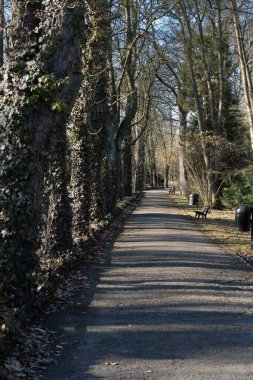 Uzun ve yeşil ağaçlarla kaplı sakin bir park geçidi, uzaklığa doğru gidiyor. Güneş ışığı ve gölgelerin kontrastı sakin ve gizemli bir atmosfer yaratır. Seyahat, rahatlama ve...