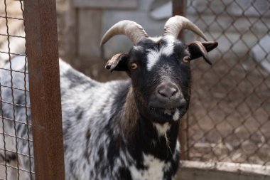 A black and white Nigerian Pygmy goat standing behind a metal fence, staring directly into the camera. The image highlights farmyard life and rural landscapes, making it suitable for themes of