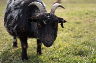 A curious black and white spotted goat standing in a rural field, gazing directly at the camera. The goat has a torn ear, likely due to prolonged ear tag use, a common sight in livestock