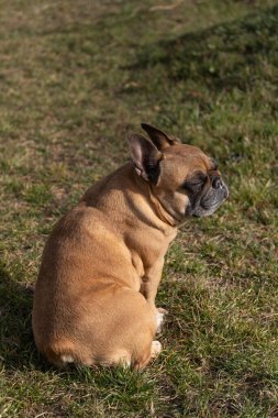 Yaşlı bir Fransız Bulldog 'u çimenli bir tarlada gözleri kapalı oturur ve güneşin sıcaklığının tadını çıkarır. Görüntü, köpeğin rahat duruşunu ve yaşlanan özelliklerini yakalar ve onu evcil hayvan bakımı için ideal kılar.