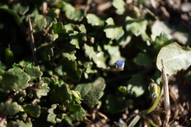 Veronica 'nın küçük çiçek tomurcuğu cinsi Veronica' nın makro çekimi. Dokulu yeşil yaprakların arasından çıkan Plantaginaceae familyası. Sahne, yumuşak doğal ışıkla aydınlatılır.