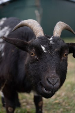 Siyah pigme bir Kamerun keçisinin yakın plan portresi. Kavisli boynuzları ve alnında belirgin beyaz bir leke var. Kamerayla doğrudan göz teması ve hafifçe çamurlu kürk görüntüyü verir.