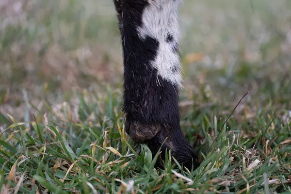 Taze yeşil çimlerin üzerinde duran pigme Kamerun keçisinin ön toynağının detaylı bir yakın çekimi. Görüntü, kürk ve toynakların dokusunu yakalıyor. Veterinerlik temaları için kullanışlı hale getiriyor. Çiftlik hayvanı.