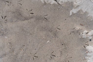 Kumsaldaki ıslak kumun üzerine basılmış kuş ayak izleri. Bir deniz kuşunun bıraktığı doğal desenler kıyı manzarasına organik ve vahşi yaşam için ilham verici bir element ekler. Doğa temalı için ideal