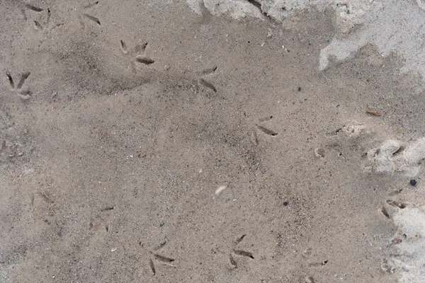Kumsaldaki ıslak kumun üzerine basılmış kuş ayak izleri. Bir deniz kuşunun bıraktığı doğal desenler kıyı manzarasına organik ve vahşi yaşam için ilham verici bir element ekler. Doğa temalı için ideal