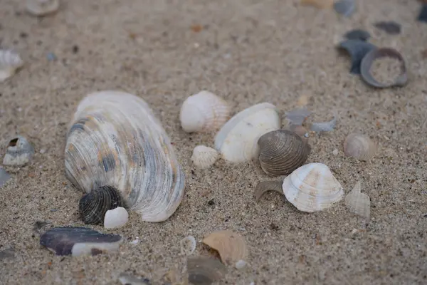 Deniz tarakları ve doğal renklerde küçük salyangoz kabukları da dahil olmak üzere kumlu kumsala saçılmış karışık deniz kabuklarının detaylı bir yakın çekimi. Bu resim yaz, deniz biyolojisi ve tatillerle ilgili projeler için mükemmel.