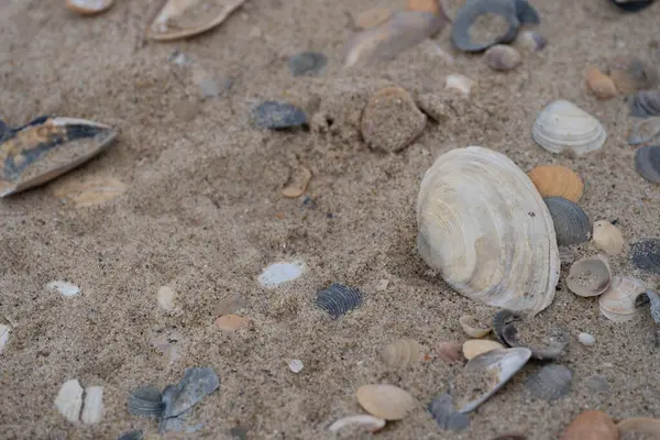 Deniz tarakları ve doğal renklerde küçük salyangoz kabukları da dahil olmak üzere kumlu kumsala saçılmış karışık deniz kabuklarının detaylı bir yakın çekimi. Bu resim yaz, deniz biyolojisi ve tatillerle ilgili projeler için mükemmel.